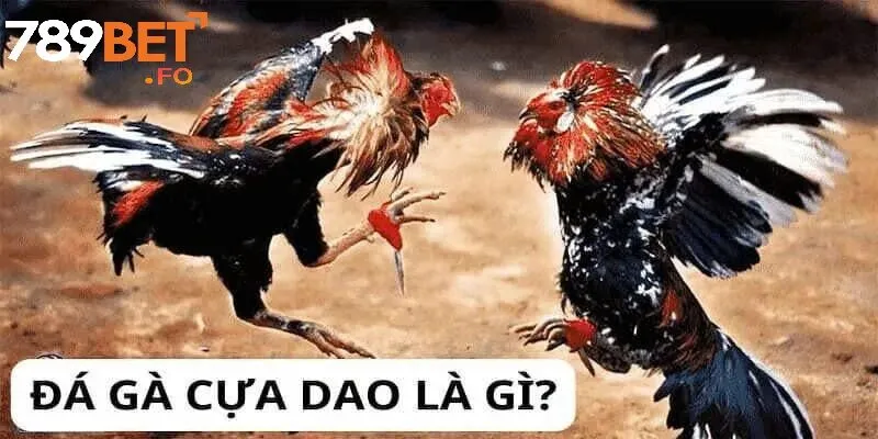 Chọi Gà Cựa Dao Tại 789BET – Môn Giải Trí Đỉnh Cao Cho Người Đam Mê Kịch Tính 3 Các loại trận gà cựa dao được ưa chuộng nhất