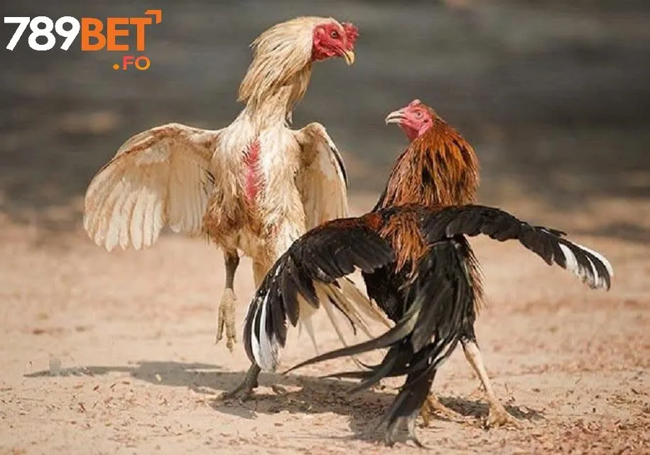Chọi Gà Cựa Sắt Tại 789bet – Môn Giải Trí Đỉnh Cao Cho Người Đam Mê Kịch Tính 4 Lý do nên chơi chọi gà cựa sắt tại 789bet