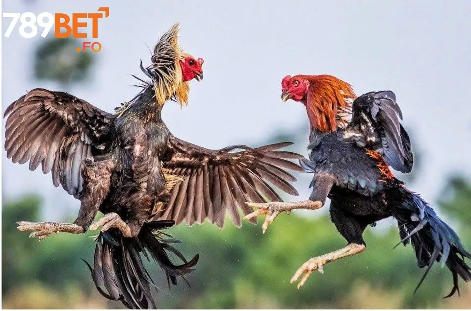Tinh Hoa Gà Chọi Việt Nam – Khám Phá Cùng Nhà Cái 789Bet 2 Khám Phá Ngoại Hình Và Phẩm Chất Gà Chọi Việt Nam