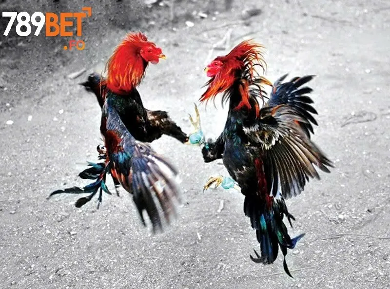 Tinh Hoa Gà Chọi Việt Nam – Khám Phá Cùng Nhà Cái 789Bet 3 Làm Sao Để Chọn Được Gà Chọi Việt Nam Xuất Sắc Nhất?