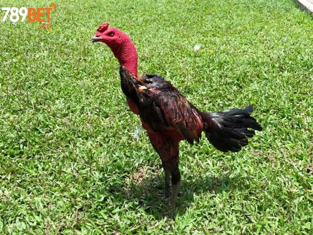 Tinh Hoa Gà Chọi Việt Nam – Khám Phá Cùng Nhà Cái 789Bet 1 Khám Phá Gà Chọi Việt Nam Miền Nam – Tốc Độ Là Vũ Khí