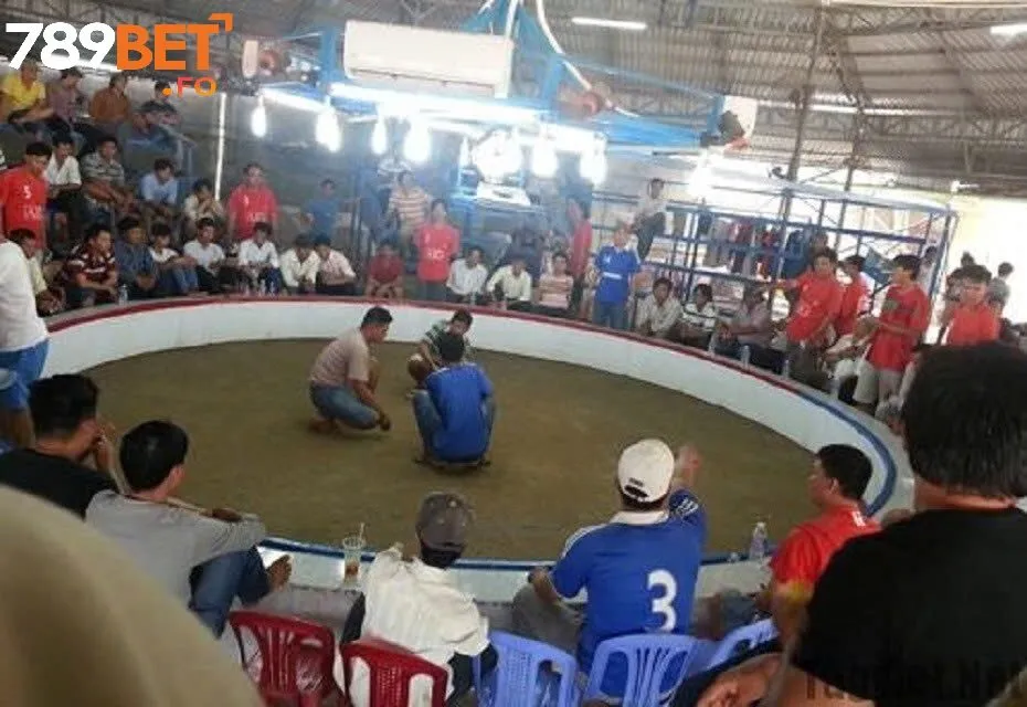 Trường Gà Campuchia – Môi Trường Đá Gà Đỉnh Cao Tại 789bet 3 Các loại hình đá gà Campuchia phổ biến tại 789bet